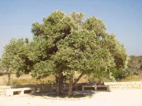 Zypern, April 2005 (fotografiert von: Helgard) Zypern, April 2005 (fotografiert von: Helgard)